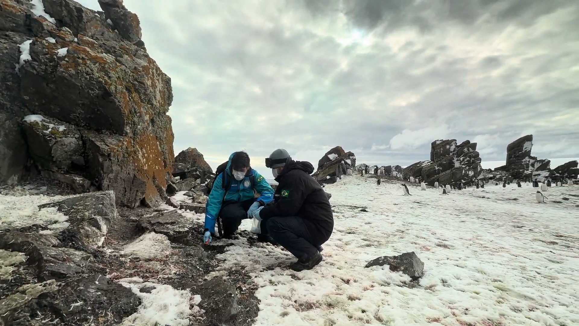 cogumelos antartica7