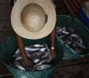 Pescadores pedem linha de crédito para resgatar setor do tarifaço de Trump