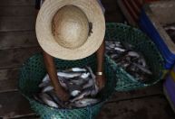 Pescadores pedem linha de crédito para resgatar setor do tarifaço de Trump
