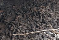 Dieta Paleo: estudo revela ingrediente que ninguém te contou