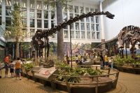 Estudo revela dieta de dinossauros gigantes há 150 milhões de anos