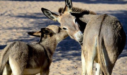 Extinção dos jumentos no Brasil: entenda impactos de comércio predatório