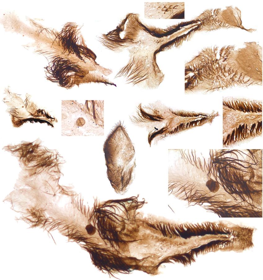 Pesquisadores descobriram partes internas do corpo da fauna cambriana preservadas, como pedaços de esternos de crustáceos. • Mussini et al. via CNN Newsource