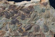 Cientistas descobrem causa de extinção que eliminou 90% da vida na Terra