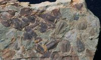 Cientistas descobrem causa de extinção que eliminou 90% da vida na Terra