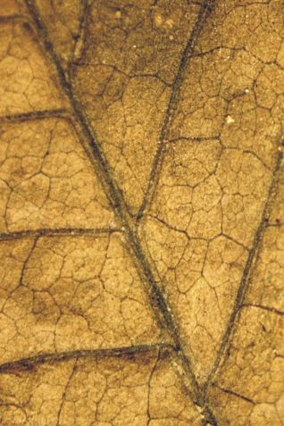 Uma samambaia de folhas largas e complexa, proveniente de uma floresta tropical do sul da China, antes da extinção • Dr. Zhen Xu via CNN Newsource
