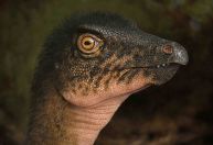 Fóssil de dinossauro é encontrado embaixo de estacionamento nos EUA