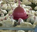 Ceará confirma foco de gripe aviária em aves de criação de subsistência