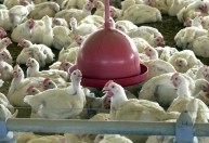 Ceará confirma foco de gripe aviária em aves de criação de subsistência
