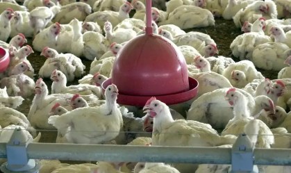 Ceará confirma foco de gripe aviária em aves de criação de subsistência