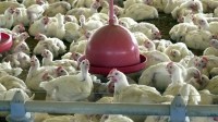 Ceará confirma foco de gripe aviária em aves de criação de subsistência