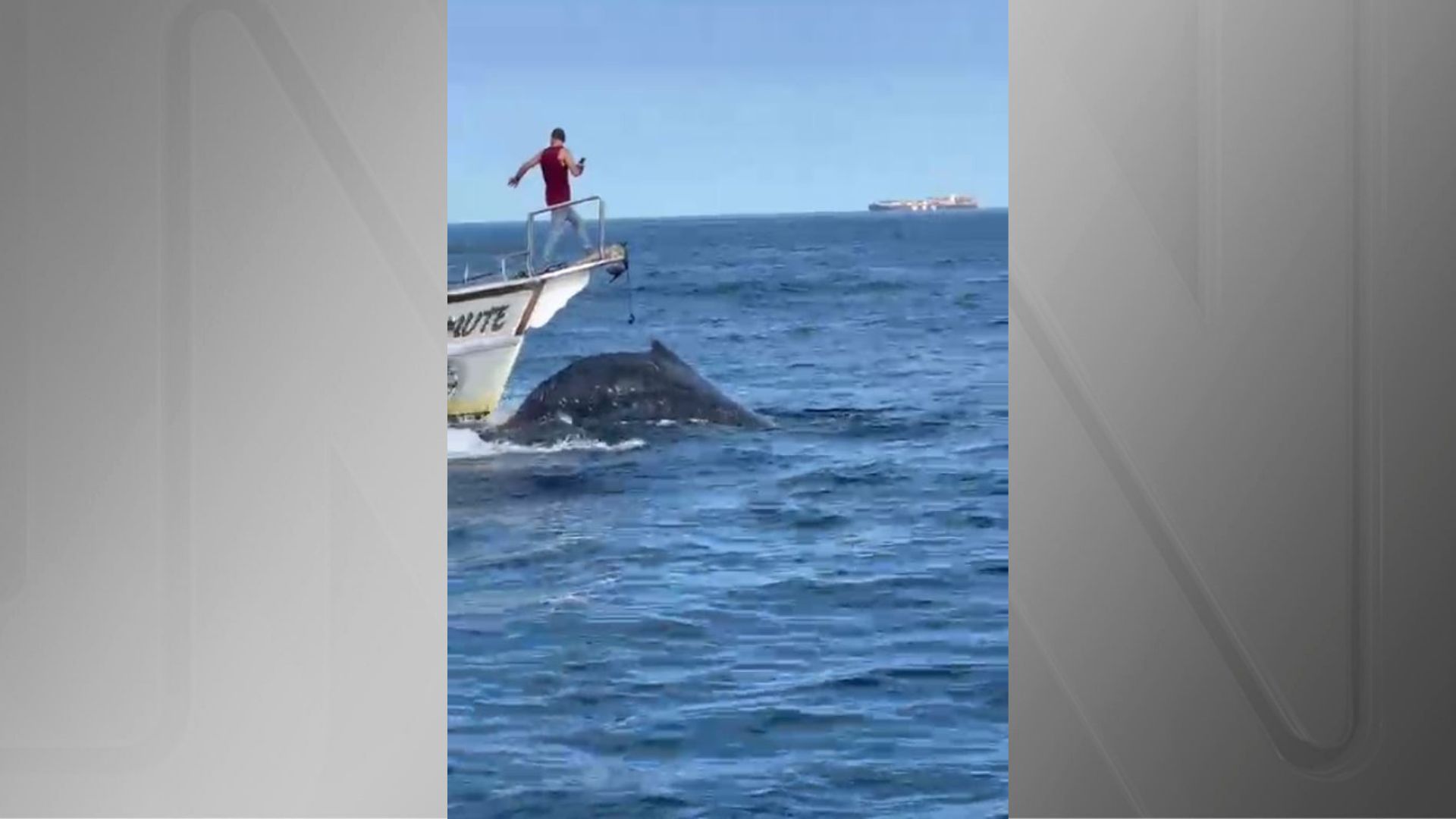 Imagem de destaque do post: Barco atinge baleia em Arraial do Cabo, no Rio