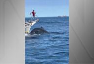 Barco atinge baleia em Arraial do Cabo, no Rio