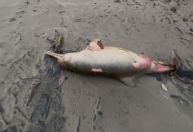 Mar invade cidade no RS após ciclone e morador encontra golfinho no asfalto