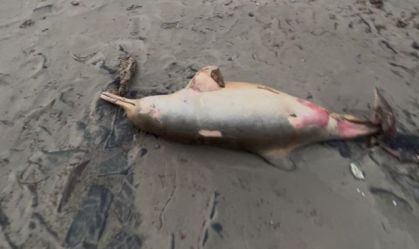 Mar invade cidade no RS após ciclone e morador encontra golfinho no asfalto