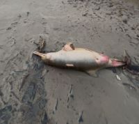 Mar invade cidade no RS após ciclone e morador encontra golfinho no asfalto