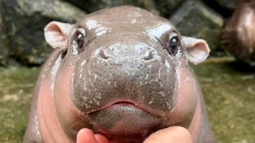 Moo Deng, bebê hipopótamo que viralizou nas redes sociais, completou 1 ano de idade
