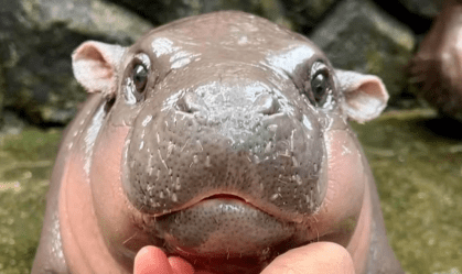 Moo Deng: hipopótamo que virou sensação na internet completa 1 ano