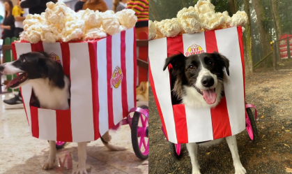 Cachorra com paralisia ganha "cãocurso" de fantasia em SC
