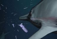 "Dragão marinho" pré-histórico caçava em silêncio e tinha olhos gigantes