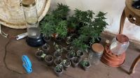 Polícia prende oito pessoas por tráfico de drogas sintéticas na Bahia