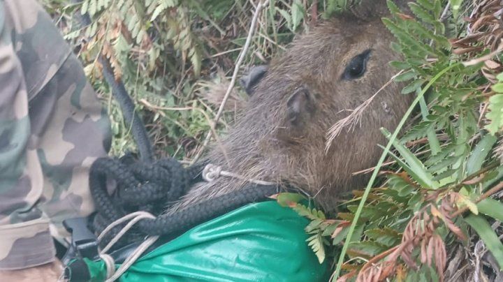 capivara resgatada sc