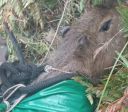Capivara é resgatada de helicóptero após cair de penhasco em SC