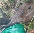 Capivara é resgatada de helicóptero após cair de penhasco em Santa Catarina