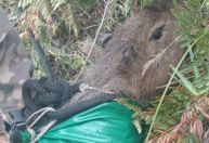Capivara é resgatada de helicóptero após cair de penhasco em SC