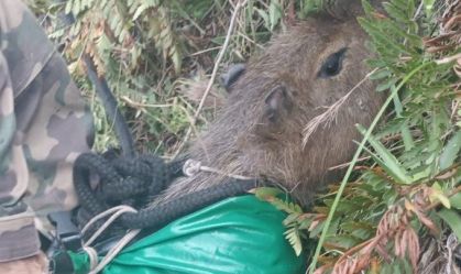Capivara é resgatada de helicóptero após cair de penhasco em SC