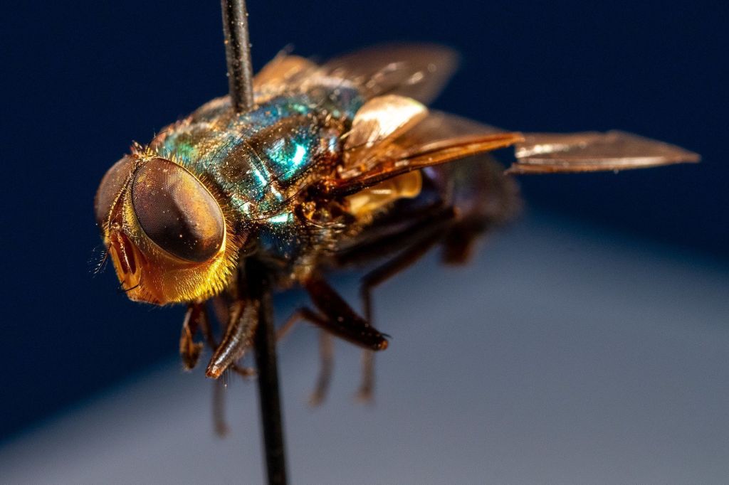 A forma adulta da mosca da bicheira do Novo Mundo tem um exoesqueleto metálico azul-esverdeado