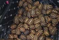 Homem é flagrado com 600 filhotes de jabutis escondidos em malas no RJ