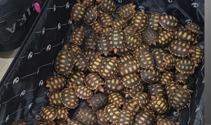 Homem é flagrado com 600 filhotes de jabutis escondidos em malas no RJ