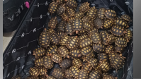 Homem é flagrado com 600 filhotes de jabutis escondidos em malas no RJ