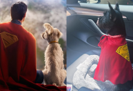 Atriz de "Superman" adota filhote em evento de pré-estreia: "Nossa Krypto"