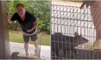 Leonardo tenta "vender" gambá na web e diverte fãs: "Pinscher puro"