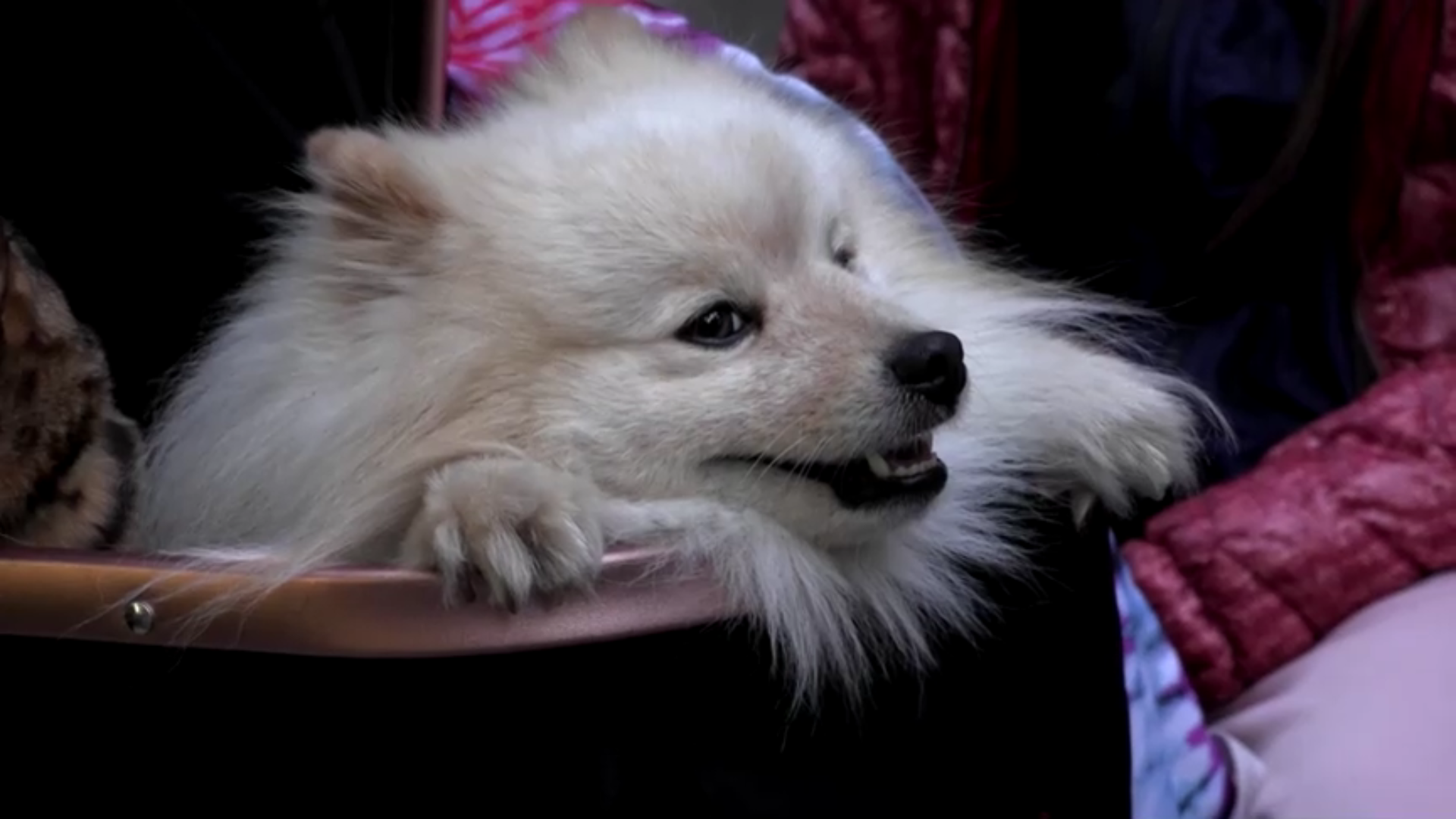 Buddy, lulu da pomerânia que salvou família durante ataque de drones russos em Kiev