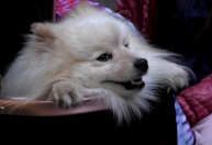 Cachorro salva donos de ataque de drones russos na Ucrânia, diz família