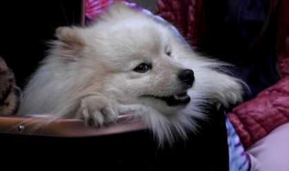 Cachorro salva donos de ataque de drones russos na Ucrânia, diz família