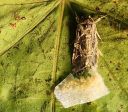 Descoberta surpreendente mostra que mariposas conseguem ouvir as plantas