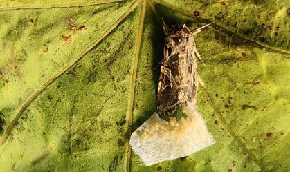 Descoberta surpreendente mostra que mariposas conseguem ouvir as plantas
