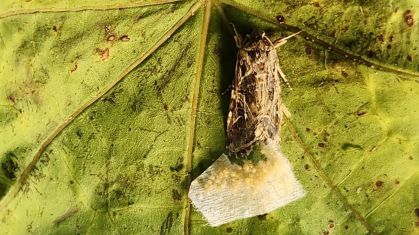 A traça-do-algodão egípcia prefere depositar ovos em plantas silenciosas do que em plantas que emitem sons ultrassônicos de socorro, sugere uma nova pesquisa
