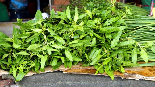 Mastruz foi uma das plantas catalogadas por Hemerson Dantas dos Santos Pataxó Hãhãhãi
