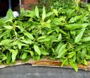 Pesquisador indígena cataloga 175 plantas medicinais usadas por seu povo