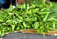 Pesquisador indígena cataloga 175 plantas medicinais usadas por seu povo