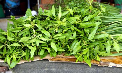 Pesquisador indígena cataloga 175 plantas medicinais usadas por seu povo