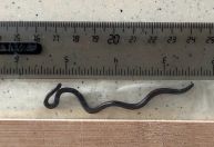 Cientistas reencontram menor cobra do mundo em ilha do Caribe