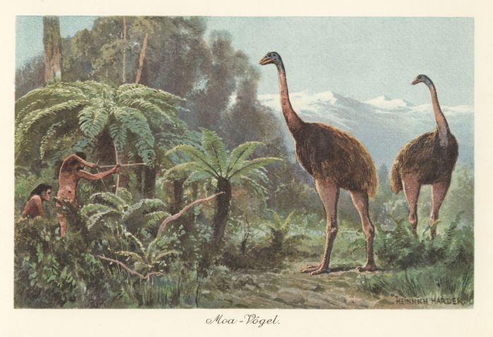 Imagem mostra aves moa (Dinornis robustus), nativas da Nova Zelândia, sendo caçadas por homens com arcos e flechas. A ilustração foi feita por Heinrich Harder (1858-1935), um paisagista e ilustrador de livros alemão • Florilegius/Universal Images Group via Getty Images