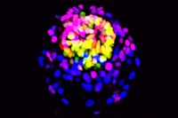 Cientistas tentam descobrir como criar vida humana com células-tronco