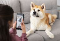 Saiba como usar ferramenta que ativa "modo cachorro" no WhatsApp